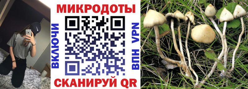 Псилоцибиновые грибы Psilocybe  Камызяк 